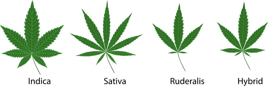 Cannabis botany 101