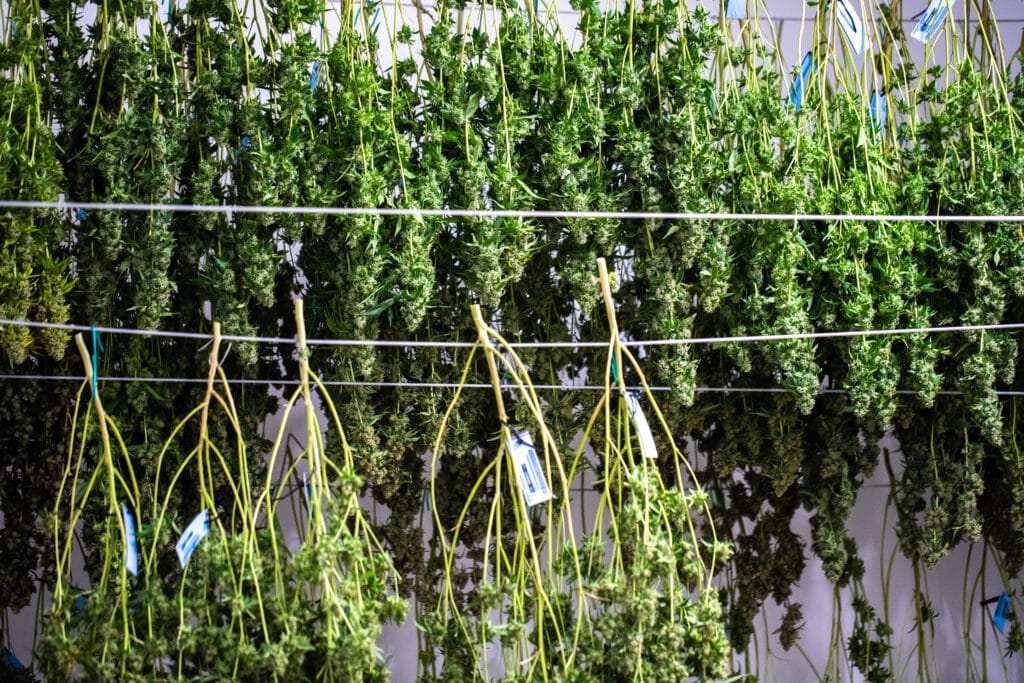 Growing Cannabis - drying