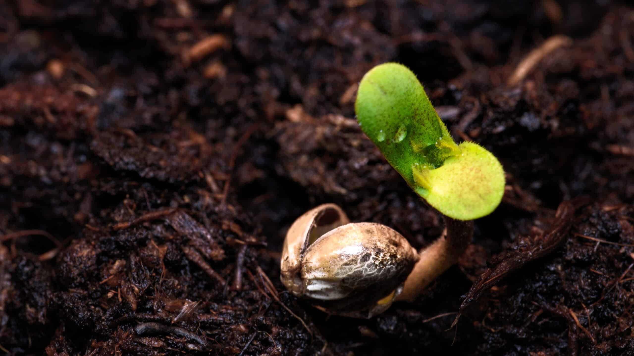 A newly-sprouted cannabis seed on damp soil. The first pair of leaves are open. This is the beginning of the life cycle of cannabis in the wild begins with 