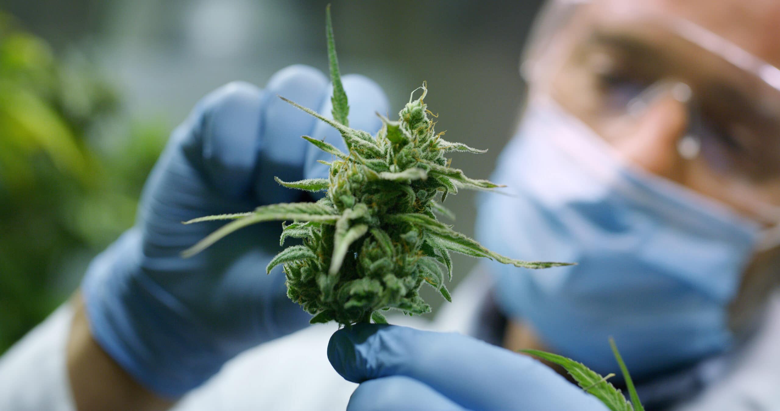 Medicinal Cannabis – an Overview